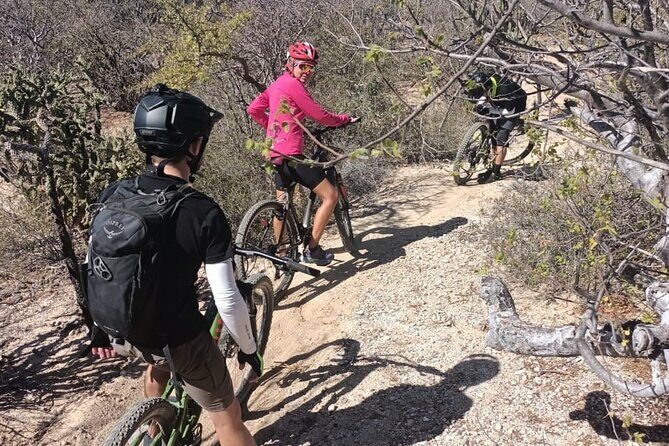 Guided Cactus Forest Mountain Bike Experience in La Ventana - Why This Tour Offers Great Value