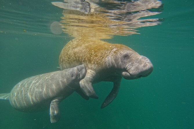 Guided Crystal River Manatee Snorkeling Tour - Inclusions