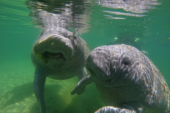 Guided Crystal River Manatee Snorkeling Tour - Meeting and Pickup