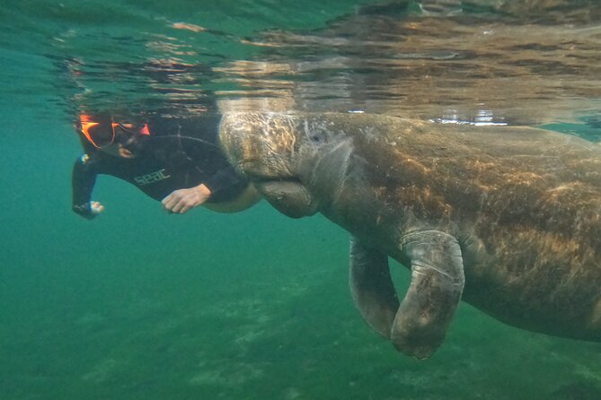 Guided Crystal River Manatee Snorkeling Tour - Participation Requirements