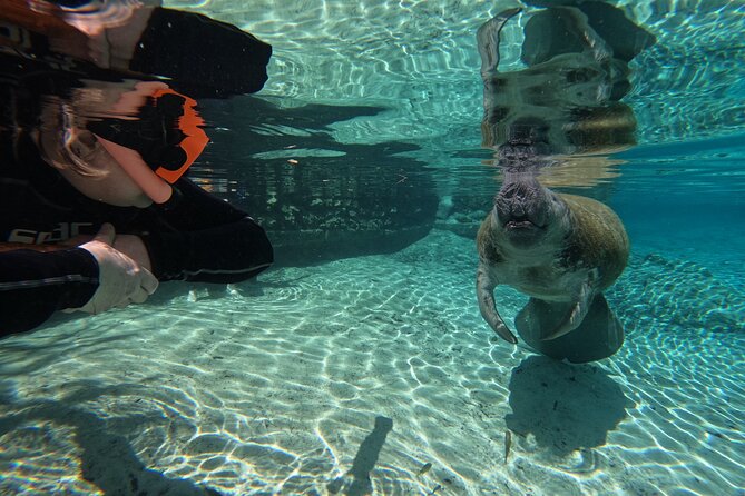 Guided Crystal River Manatee Snorkeling Tour - Reviews