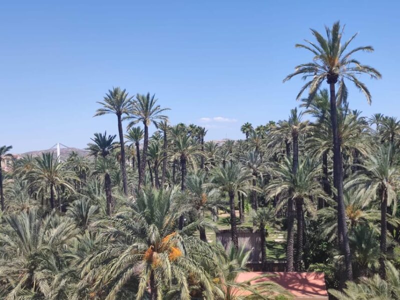Guided Cultural Tour to 3 World Heritage by UNESCO in Elche - Key Points
