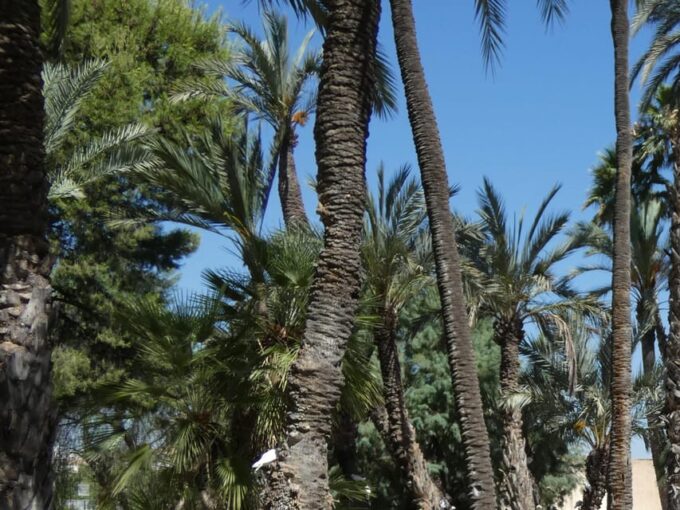 Guided Cultural Tour to 3 World Heritage by UNESCO in Elche - Frequently Asked Questions