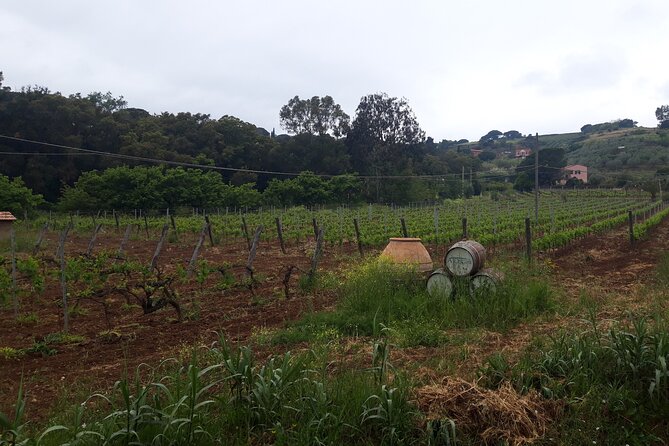 Guided Cycle Tourism Wine Tour by E-Bike on the Island of Elba Arrighi - Booking Details