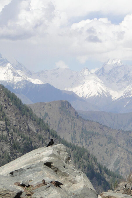 Guided Day Hike to Guna Devi Temple From Mcleodganj - Discovering Balh Village
