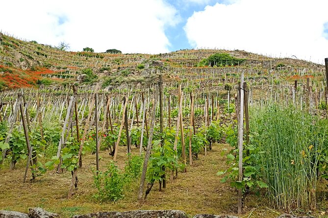 Guided Day Tour and Wine Tasting Northern Rhône Valley - Picturesque Rhône Valley Villages