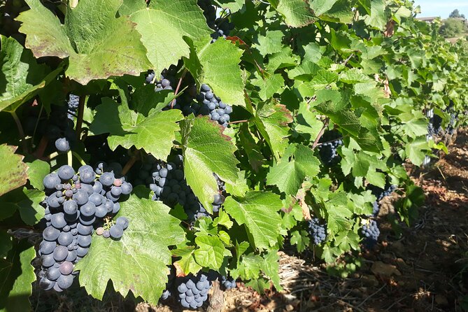 Guided Day Tour and Wine Tasting Northern Rhône Valley - Traveler Reviews and Recommendations