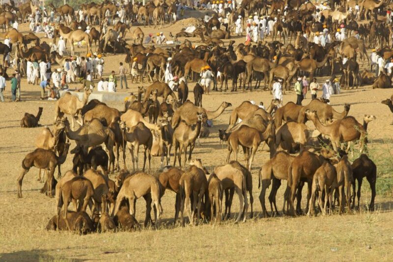 Guided Day Tour of Pushkar From Jaipur - Exploring Pushkar Market