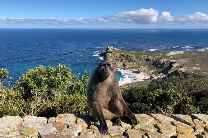 Guided Day Tour to Cape Point, Penguins and Wine Tasting - Accessibility and Weather