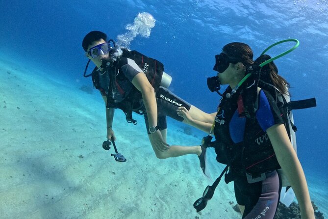 Guided Diving Experience for Padi OW in Red Sea and Sinai - Lunch Provided