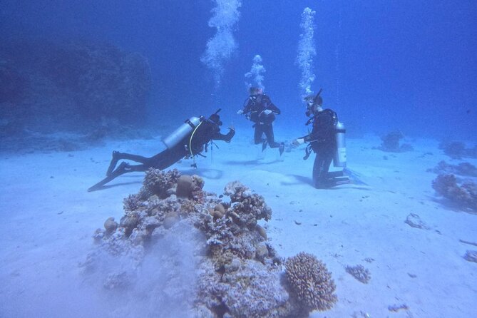 Guided Diving Experience for Padi OW in Red Sea and Sinai - Pickup and Transportation