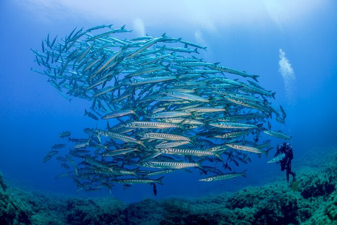 Guided Diving for Beginners Without Certification From Sorrento - Participation Requirements