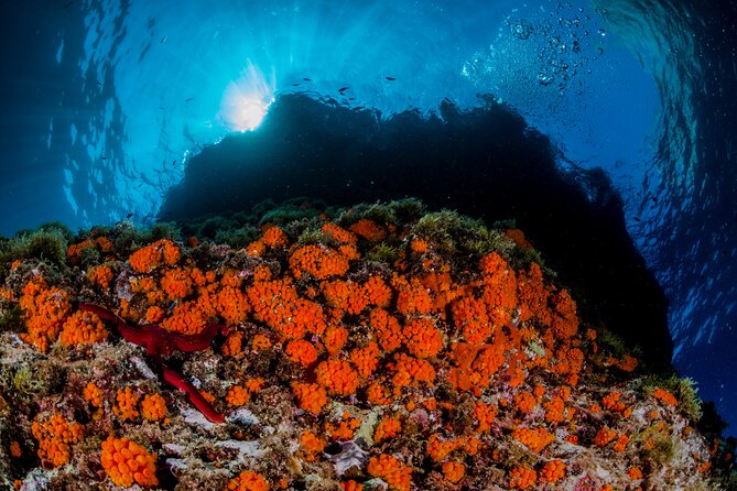 Guided Diving for Beginners Without Certification From Sorrento - Cancellation and Booking Information