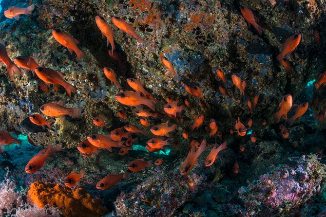 Guided Diving for Beginners Without Certification From Sorrento - Frequently Asked Questions