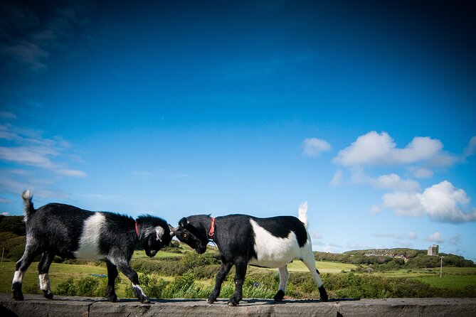 Guided Doolin Cave Tour: Experience Europes Largest Stalactite - Cancellation Policy