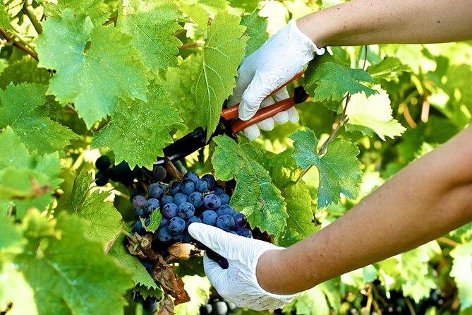 Guided E-Bike Tour With Wine Tasting From Lucca - Discover a Local Winery