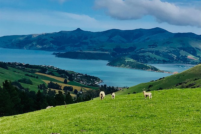 Guided Electric Mountain Bike & Sea Kayak Tour in Akaroa - Scenic Views