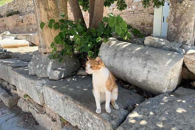 Guided Ephesus Tour From/to Izmir - Reviews and Feedback