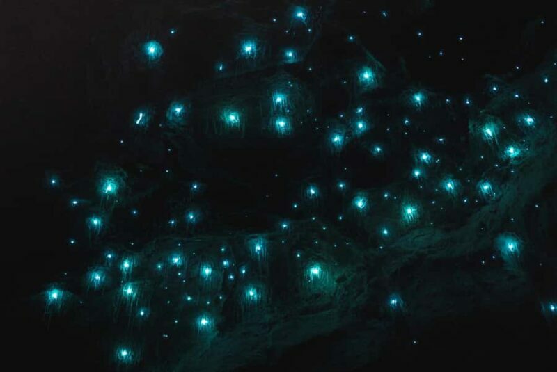 Guided Evening Glow Worm Experience - Byron Bay - Key Points