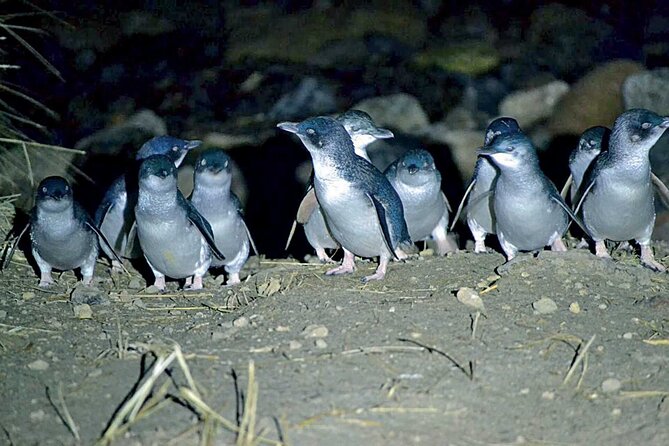 Guided Evening Penguin Viewing Otago Peninsula, Dunedin, New Zealand - Tour Overview