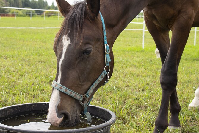 Guided Experience to Learn About Horses and Horse Care - Hands-on Horse Care Activities