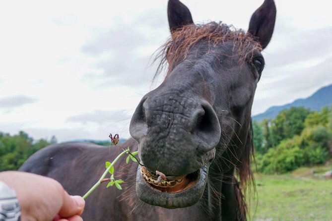 Guided Experience to Learn About Horses and Horse Care - Interacting With the Horses