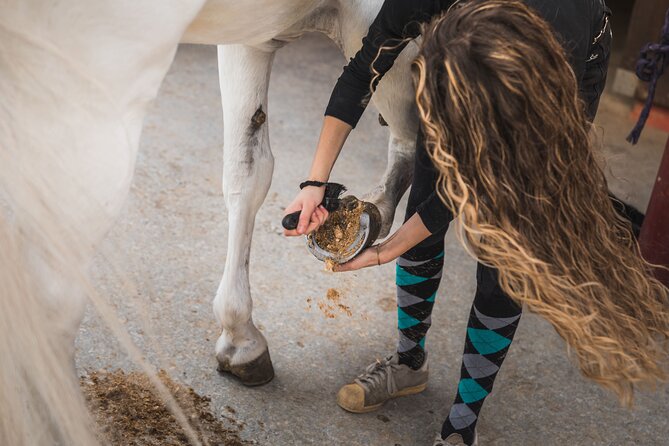 Guided Experience to Learn About Horses and Horse Care - Learning About Horse Behavior