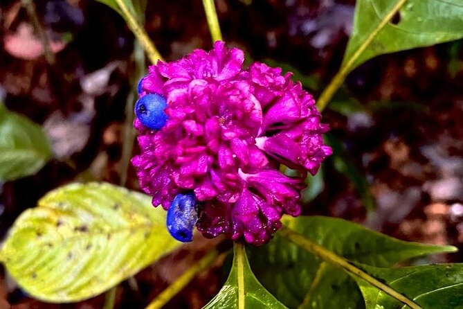 Guided Fauna and Flora Observation Tour, Anton Valley - Expert Guides and Insights