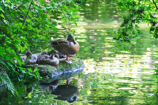 Guided Garden Walk: Nagoya Castle, Gardens & Historic Estate - Sencha Experience
