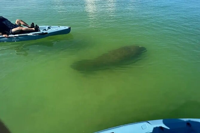 Guided Glow LED Kayak Sunset Activity in Bonita Springs - Highlights From Traveler Reviews