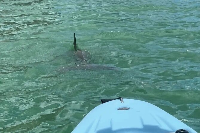 Guided Glow LED Kayak Sunset Activity in Bonita Springs - The Guided Tour Experience