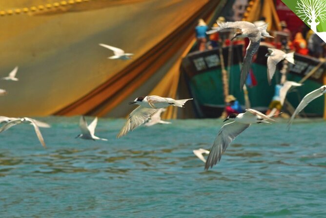 Guided Half Day Mangrove Safari Tour Review - Key Points