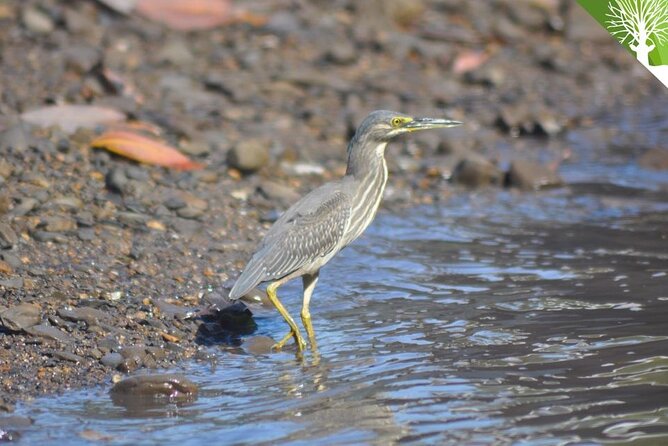 Guided Half Day Mangrove Safari Tour Review - Booking and Cancellation Policy