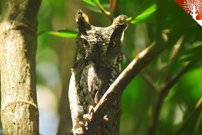 Guided Half Day Mangrove Safari Tour Review - Tips for the Tour