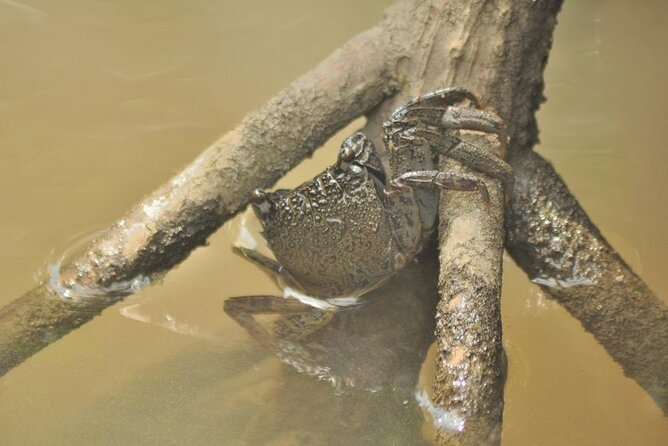 Guided Half Day Mangrove Safari Tour Review - Recap