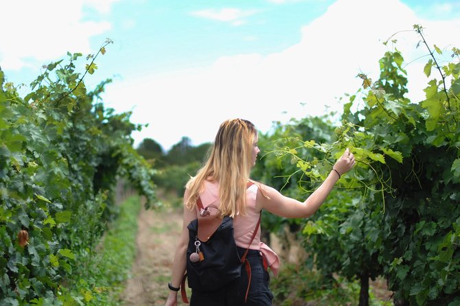 Guided Healdsburg Wine Country Bike and Wine Tasting Tour With Lunch - Picnic Lunch in the Vineyards