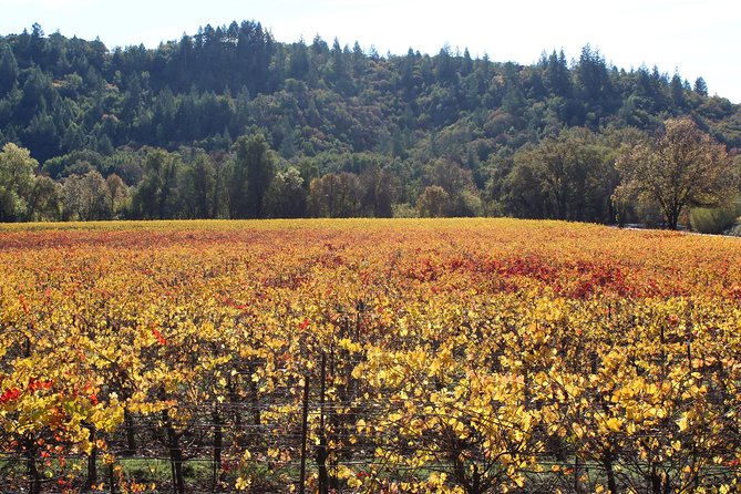 Guided Healdsburg Wine Country Bike and Wine Tasting Tour With Lunch - Gear and Rental Inclusions