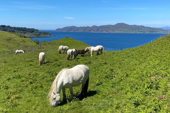 Guided Hebridean Farm Hike Near Tobermory, Isle of Mull, Scotland - Meeting and Pickup