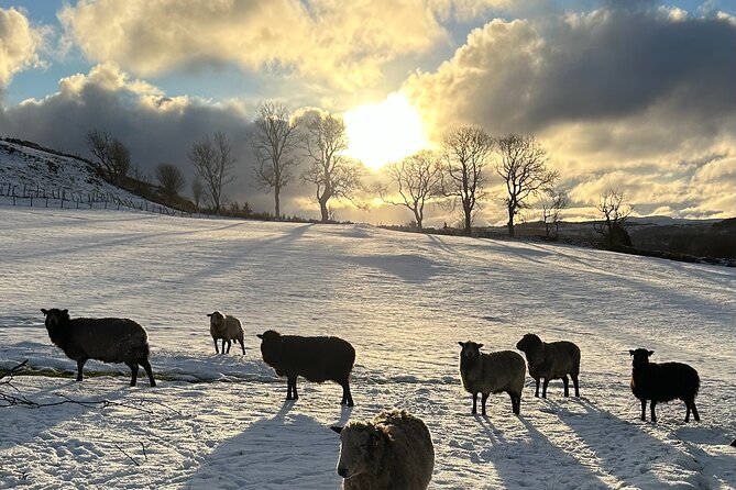 Guided Hebridean Farm Hike Near Tobermory, Isle of Mull, Scotland - Booking and Cancellation