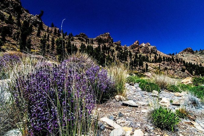 Guided Hike - The Tajinaste Trail - Transportation and Meeting Details