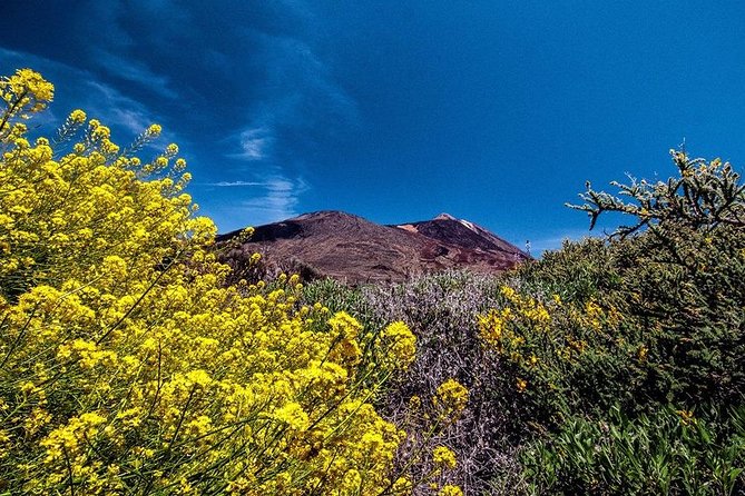 Guided Hike - The Tajinaste Trail - Accessibility and Group Size