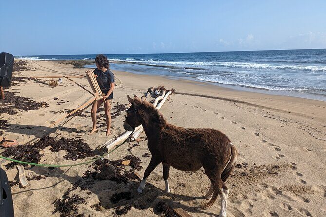 Guided Hike with Miniature Donkeys to a Secluded Beach - An Authentic Adventure: Guided Hike with Miniature Donkeys to a Secluded Beach