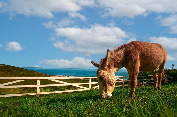 Guided Hike with Miniature Donkeys to a Secluded Beach - Who Should Consider This Tour?