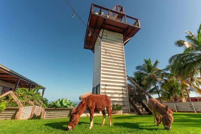 Guided Hike with Miniature Donkeys to a Secluded Beach - Final Thoughts: The Authentic Charm of Puerto Rico’s Hidden Coastline