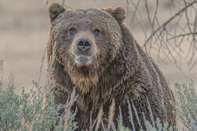 Guided Hiking Adventure in Yellowstone With Lunch - Included Amenities