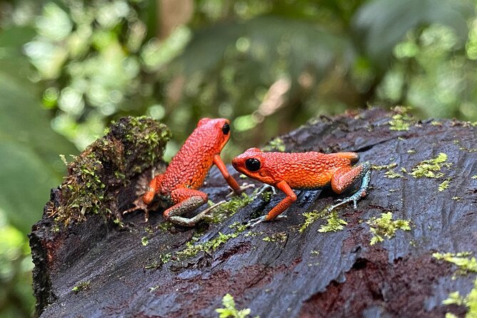 Guided Hiking Tour by the Mystic Ebano Rainforest in Costa Rica - Wildlife and Vegetation Highlights