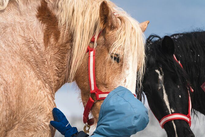 Guided Horse Riding in the Bay of Saint Paul Valley - Practical Tips for Travelers
