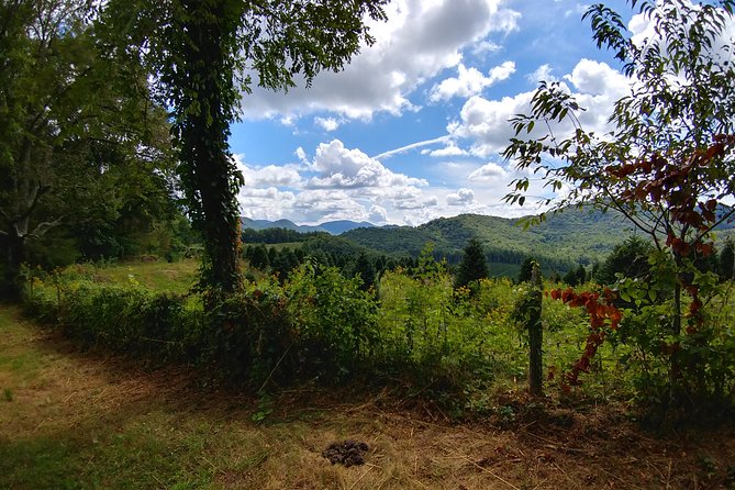 Guided Horseback Ride Through Flame Azalea and Fern Forest - Group Size and Capacity