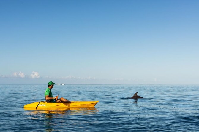 Guided Kayak 2-Hour Activity With Dolphins - Cancellation Policy
