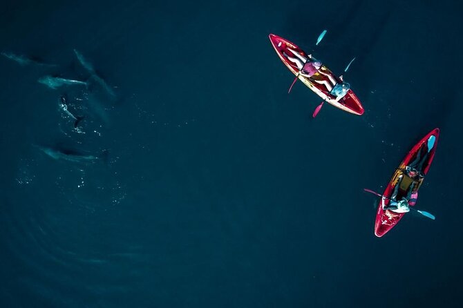 Guided Kayak 2-Hour Activity With Dolphins - Safety Precautions
